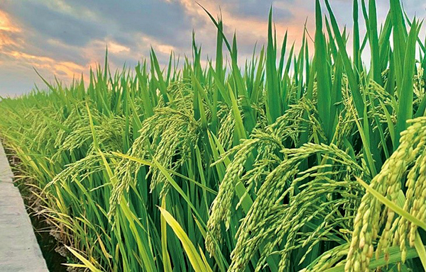 马兰农场 稻花香.jpg