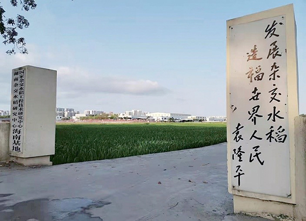 三亚基地 育种试验田.jpg