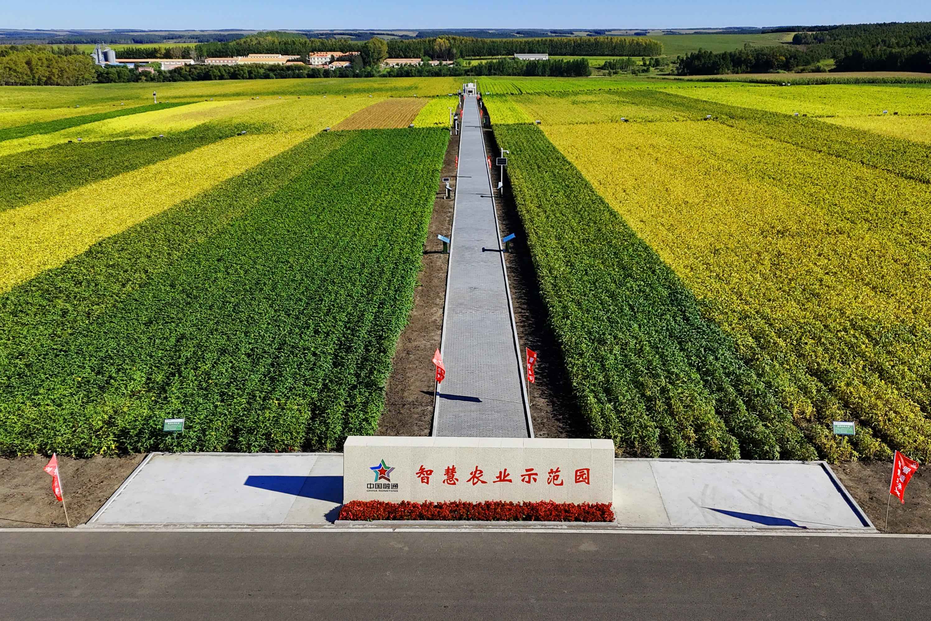 农发哈尔滨公司智慧农业示范园里不同的试验品种相继成熟,为黑土地披上一件华彩的外衣 张海东摄.jpg