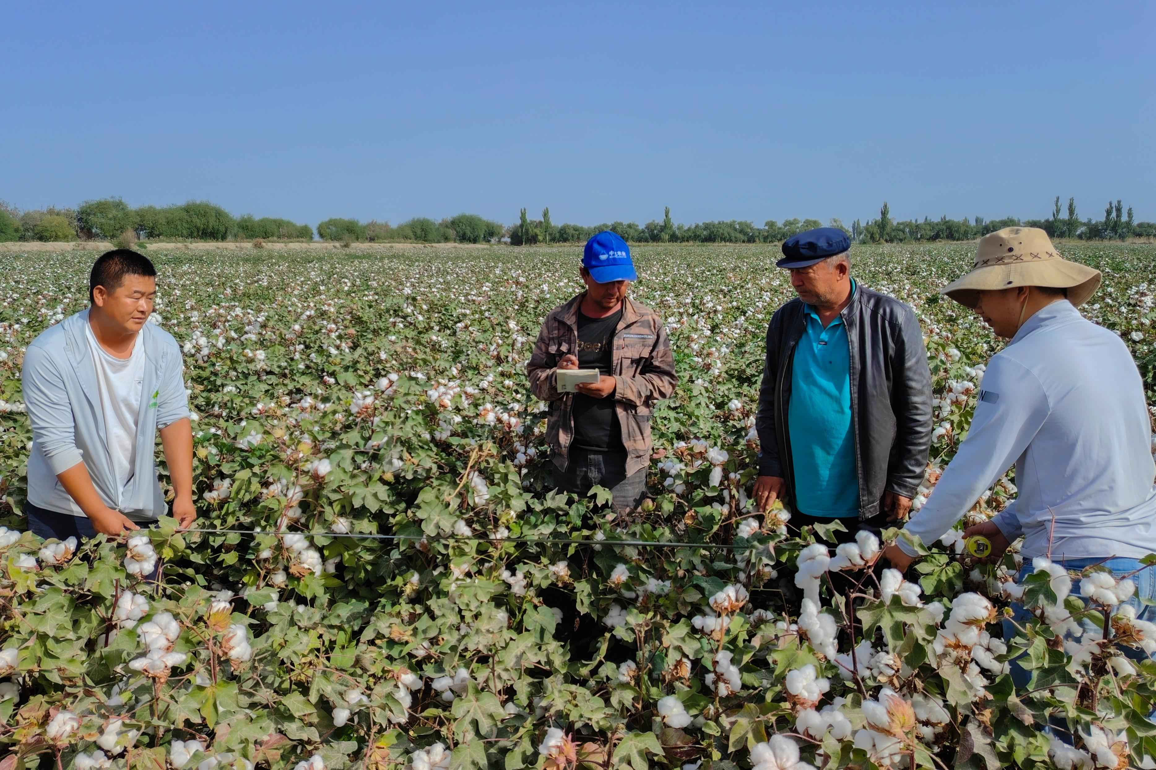 农发乌鲁木齐公司技术人员正在规范选点,紧锣密鼓地开展着棉花测产工作。(杨永强 摄).jpg