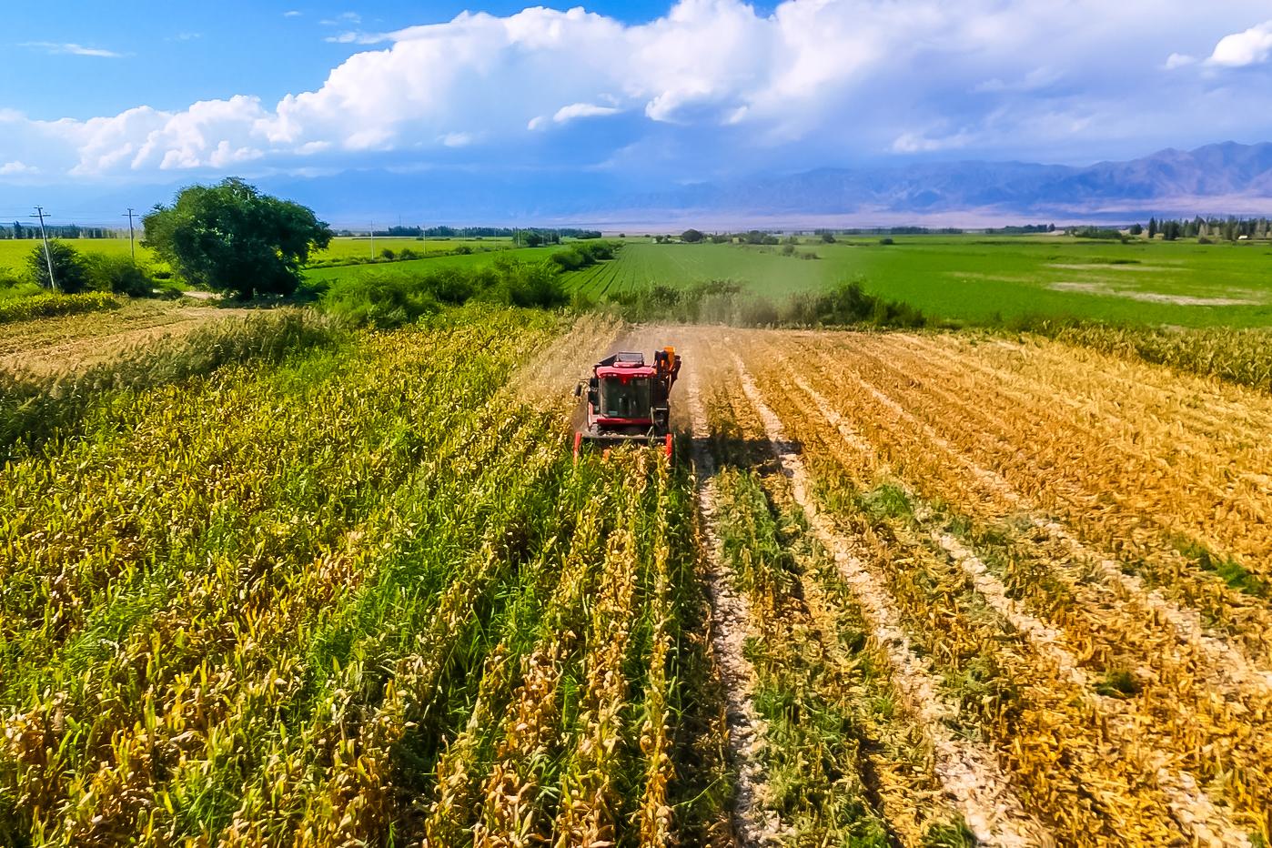 农发乌鲁木齐公司收割机正在田间采收玉米 薛进东 摄.jpg