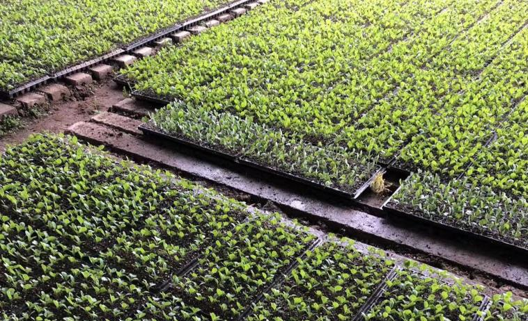 1蔬菜定植俯瞰图 张屹岩 摄.png