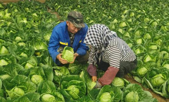 1种植工人采收甘蓝准备送到部队 高云海 摄.png