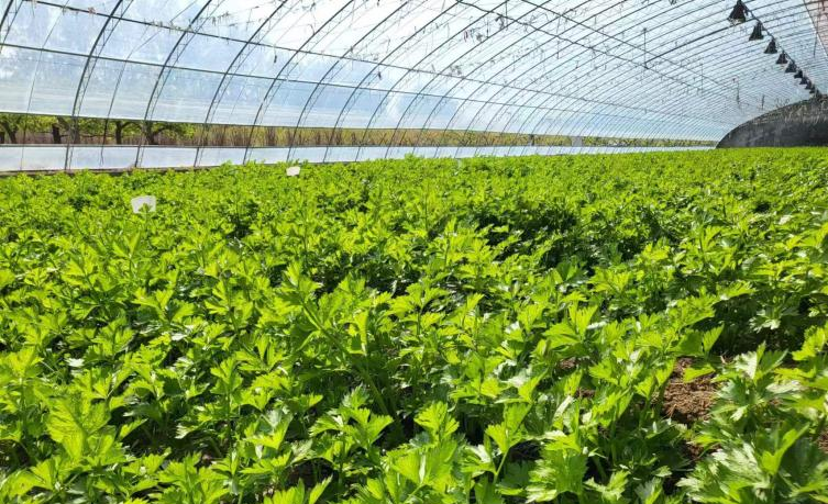 1青云店基地芹菜长势喜人 楚玉 摄.png